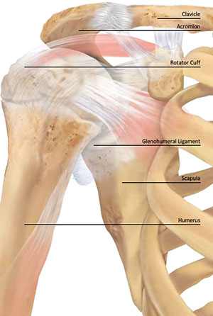 Shoulder Pain: Diagnosis, Treatment, and Prognosis
